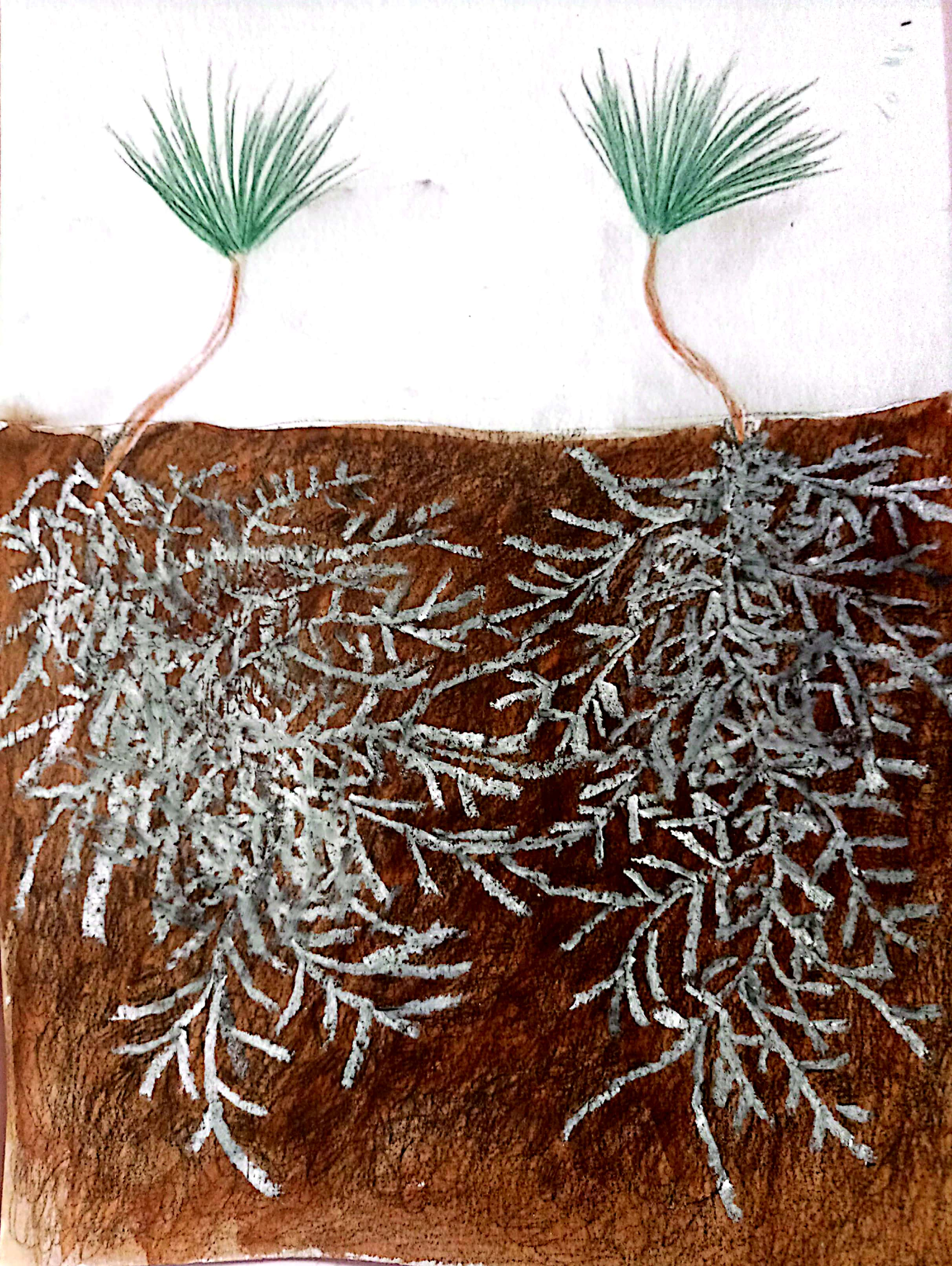 drawings